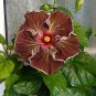 Deep Brown Hibiscus Flowers  25 seeds