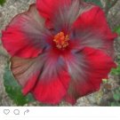 Grey & Red Hibiscus Flowers  25 seeds