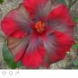 Grey & Red Hibiscus Flowers  25 seeds