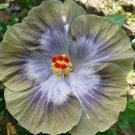 Grey & Green  Hibiscus Flowers  25 seeds