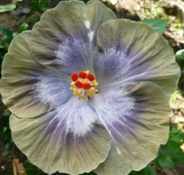 Grey & Green  Hibiscus Flowers  25 seeds