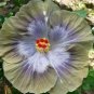 Grey & Green  Hibiscus Flowers  25 seeds