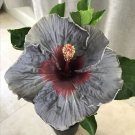 Grey & Maroon  Hibiscus Flowers  25 seeds