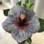 Grey & Maroon  Hibiscus Flowers  25 seeds