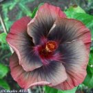 Pale Red Black Yellow Hibiscus Flowers  25 seeds