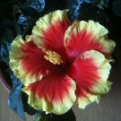Red & Yellow Hibiscus Flowers  25 seeds