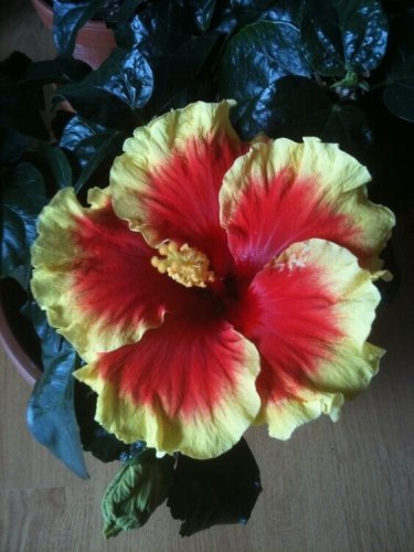 Red & Yellow Hibiscus Flowers  25 seeds