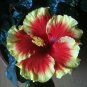 Red & Yellow Hibiscus Flowers  25 seeds