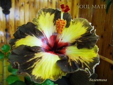 Black & Yellow Hibiscus Flowers  25 seeds
