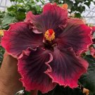 Red & Brown Hibiscus Flowers  25 seeds