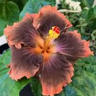 Orange & Brown Hibiscus Flowers  25 seeds