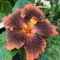 Orange & Brown Hibiscus Flowers  25 seeds