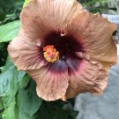 Tan & Brown Hibiscus Flowers  25 seeds