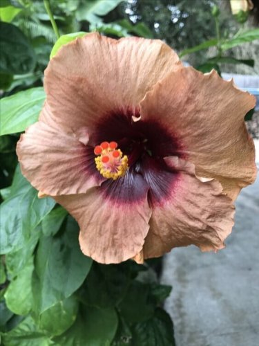 Tan & Brown Hibiscus Flowers  25 seeds