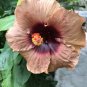 Tan & Brown Hibiscus Flowers  25 seeds