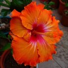 Deep Orange Hibiscus Flowers  25 seeds
