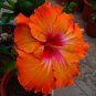 Deep Orange Hibiscus Flowers  25 seeds