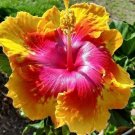 Hot Pink & Yellow Hibiscus Flowers  25 seeds