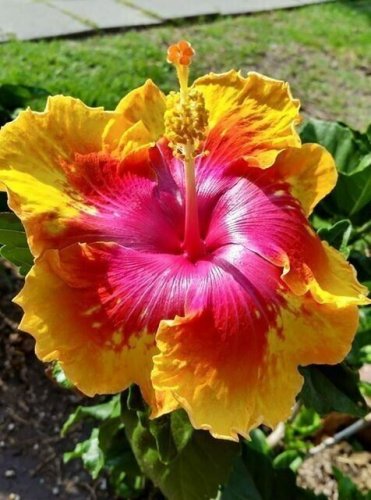 Hot Pink & Yellow Hibiscus Flowers  25 seeds
