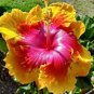 Hot Pink & Yellow Hibiscus Flowers  25 seeds