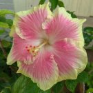 Pink & Yellow Hibiscus Flowers  25 seeds