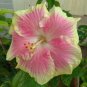 Pink & Yellow Hibiscus Flowers  25 seeds