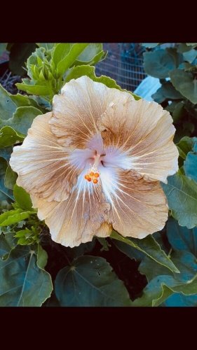 Beige Tan Hibiscus Flowers  25 seeds
