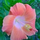 Pale Pink Hibiscus Flowers  25 seeds