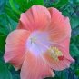 Pale Pink Hibiscus Flowers  25 seeds
