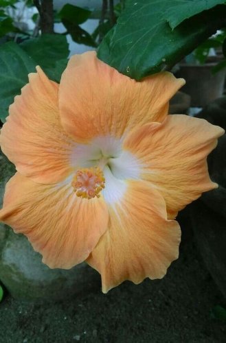 Orange Peach Hibiscus Flowers  25 seeds