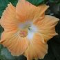 Orange Peach Hibiscus Flowers  25 seeds