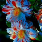 Blue & Red Hibiscus Flowers  25 seeds