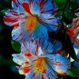 Blue & Red Hibiscus Flowers  25 seeds