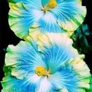 Blue & Yellow Hibiscus Flowers  25 seeds