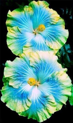 Blue & Yellow Hibiscus Flowers  25 seeds