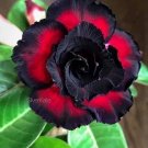 Black & Red Rose Flowers Bush Fragrant Gardening Planting 25 seeds