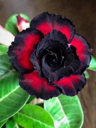 Black & Red Rose Flowers Bush Fragrant Gardening Planting 25 seeds