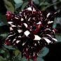 Black Dragon Rose Flowers Bush Fragrant Gardening Planting 25 seeds