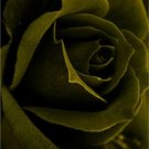 Olive Green Rose Flowers Bush Fragrant Gardening Planting 25 seeds