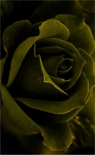 Olive Green Rose Flowers Bush Fragrant Gardening Planting 25 seeds