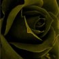 Olive Green Rose Flowers Bush Fragrant Gardening Planting 25 seeds