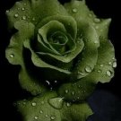 Lincoln Green Rose Flowers Bush Fragrant Gardening Planting 25 seeds