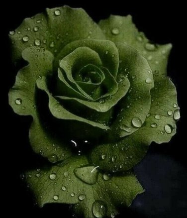 Lincoln Green Rose Flowers Bush Fragrant Gardening Planting 25 seeds