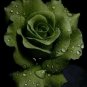 Lincoln Green Rose Flowers Bush Fragrant Gardening Planting 25 seeds