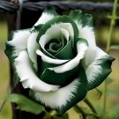 Green Tip Rose Flowers Bush Fragrant Gardening Planting 25 seeds
