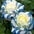 Blue Twist Rose Flowers Bush Fragrant Gardening Planting 25 seeds