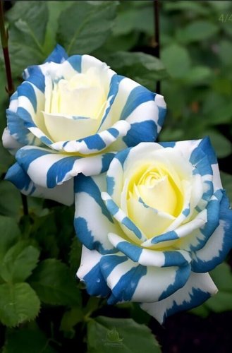 Blue Twist Rose Flowers Bush Fragrant Gardening Planting 25 seeds
