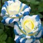Blue Twist Rose Flowers Bush Fragrant Gardening Planting 25 seeds