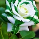 Green Twist Rose Flowers Bush Fragrant Gardening Planting 25 seeds