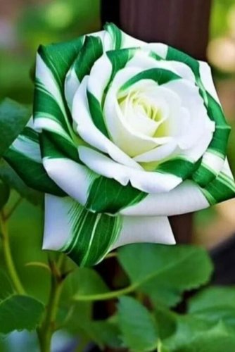 Green Twist Rose Flowers Bush Fragrant Gardening Planting 25 seeds